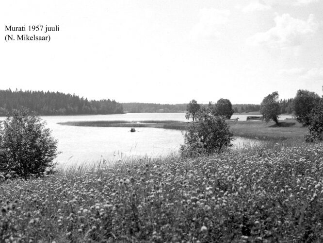 Maakond: Võrumaa Veekogu nimi: Murati järv Pildistamise aeg: juuli 1957 Pildistaja: N. Mikelsaar Pildistamise koht: N kaldalt Asimuut: S