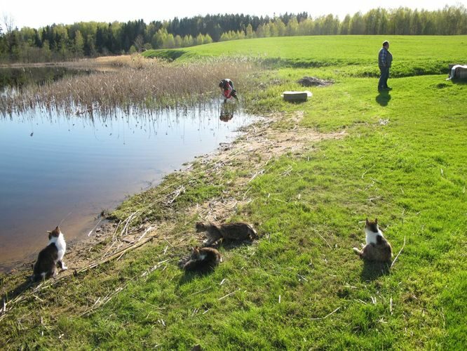 Maakond: Võrumaa Veekogu nimi: Murati järv Pildistamise aeg: 8. mai 2012 Pildistaja: H. Timm Pildistamise koht: teadmata Asimuut: