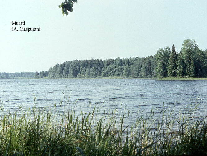 Maakond: Võrumaa Veekogu nimi: Murati järv Pildistamise aeg: teadmata Pildistaja: A. Maspuran Pildistamise koht: teadmata Asimuut: