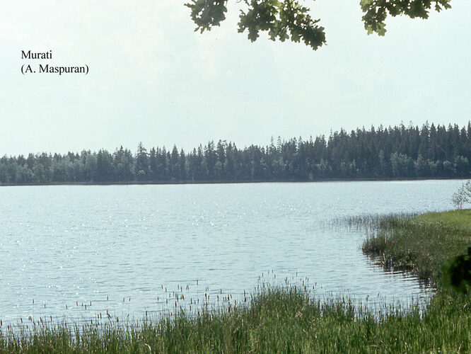 Maakond: Võrumaa Veekogu nimi: Murati järv Pildistamise aeg: teadmata Pildistaja: A. Maspuran Pildistamise koht: teadmata Asimuut: