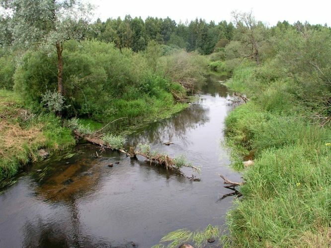 Maakond: Võrumaa Veekogu nimi: Mustjõgi Pildistamise aeg: 13. august 2004 Pildistaja: H. Timm Pildistamise koht: Vana-Roosa Asimuut: