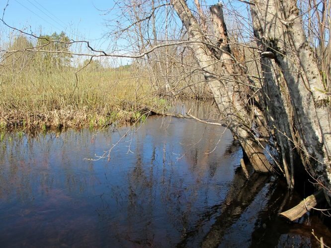 Maakond: Võrumaa Veekogu nimi: Mustjõgi Pildistamise aeg: 28. aprill 2012 Pildistaja: H. Timm Pildistamise koht: Litsmetsa Asimuut: