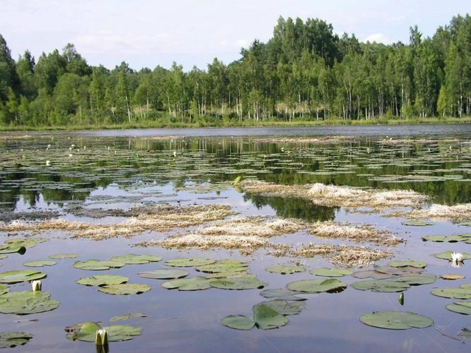 Maakond: Viljandimaa Veekogu nimi: Muti järv Pildistamise aeg: 19. juuli 2004 Pildistaja: H. Timm Pildistamise koht: teadmata Asimuut: