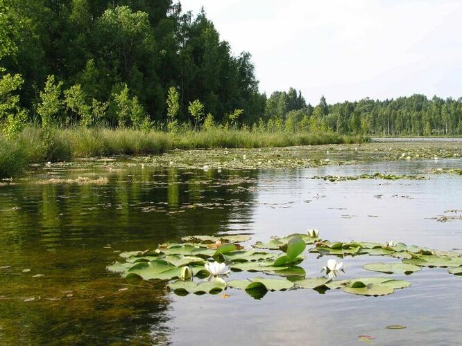 Maakond: Viljandimaa Veekogu nimi: Muti järv Pildistamise aeg: 19. juuli 2004 Pildistaja: H. Timm Pildistamise koht: teadmata Asimuut: