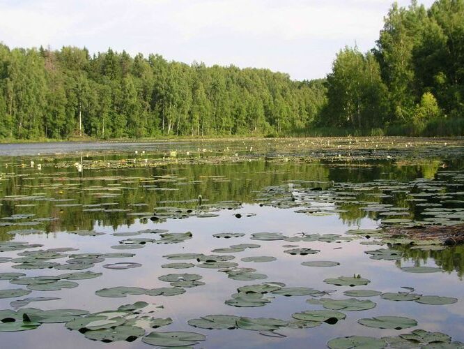 Maakond: Viljandimaa Veekogu nimi: Muti järv Pildistamise aeg: 19. juuli 2004 Pildistaja: H. Timm Pildistamise koht: teadmata Asimuut: