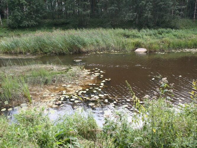 Maakond: Viljandimaa Veekogu nimi: Navesti jõgi Pildistamise aeg: august 2007 Pildistaja: H. Timm Pildistamise koht: Leetva Asimuut: