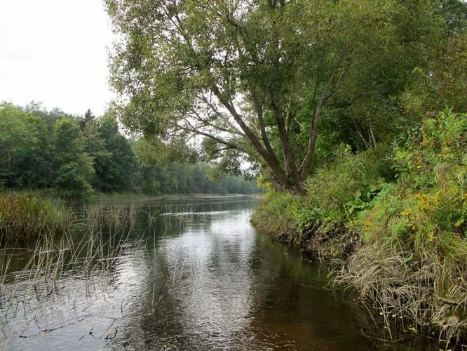 Maakond: Viljandimaa Veekogu nimi: Navesti jõgi Pildistamise aeg: 14. september 2010 Pildistaja: H. Timm Pildistamise koht: Aesoo Asimuut: