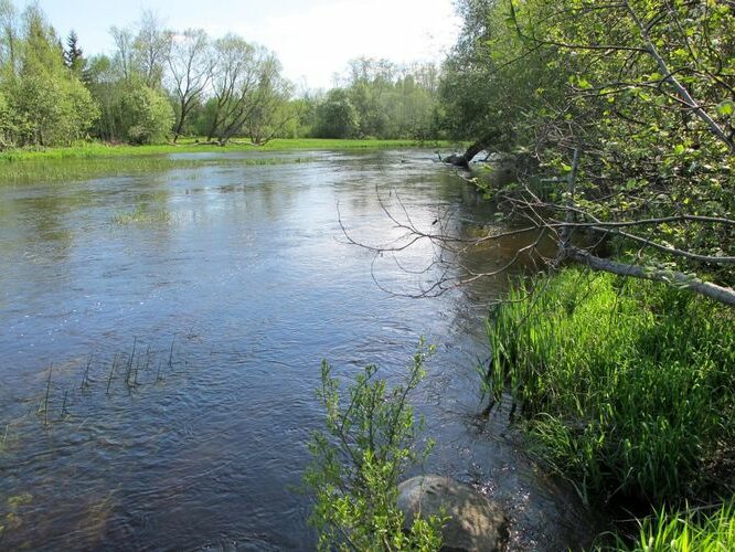 Maakond: Viljandimaa Veekogu nimi: Navesti jõgi Pildistamise aeg: 19. mai 2012 Pildistaja: H. Timm Pildistamise koht: Vihi Asimuut: