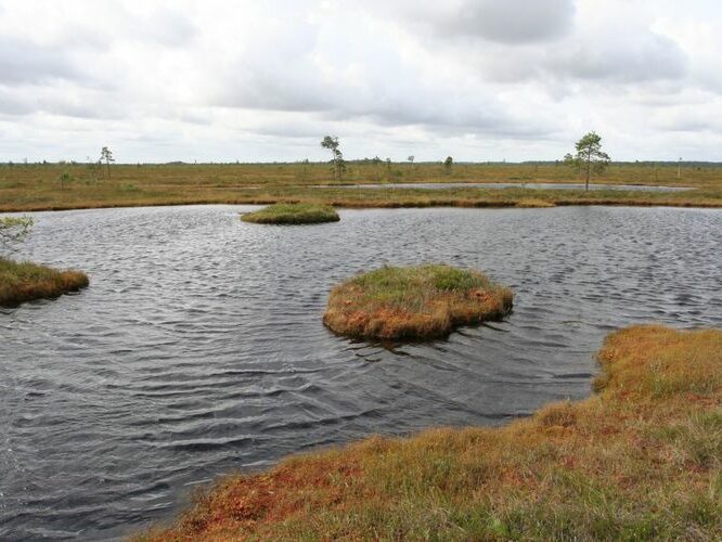 Maakond: Viljandimaa Veekogu nimi: Nigula raba Pildistamise aeg: august 2007 Pildistaja: H. Timm Pildistamise koht: teadmata Asimuut: