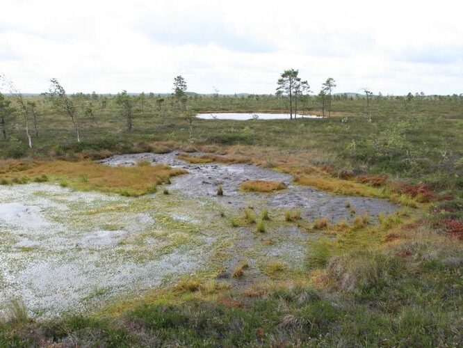 Maakond: Viljandimaa Veekogu nimi: Nigula raba Pildistamise aeg: august 2007 Pildistaja: H. Timm Pildistamise koht: teadmata Asimuut: