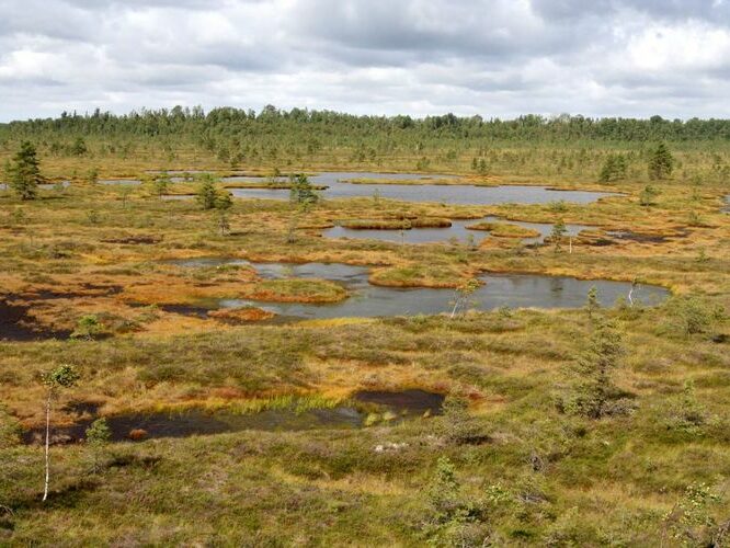 Maakond: Viljandimaa Veekogu nimi: Nigula raba Pildistamise aeg: august 2007 Pildistaja: H. Timm Pildistamise koht: teadmata Asimuut: