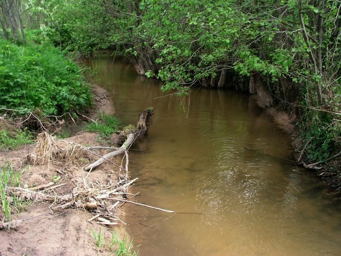 Maakond: Võrumaa Veekogu nimi: Obinitsa oja Pildistamise aeg: 24. mai 2009 Pildistaja: H. Timm Pildistamise koht: Rokina Asimuut: