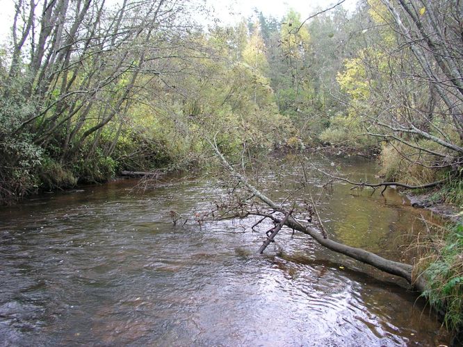 Maakond: Viljandimaa Veekogu nimi: Õhne jõgi Pildistamise aeg: 1. oktoober 2003 Pildistaja: H. Timm Pildistamise koht: Härma Asimuut: