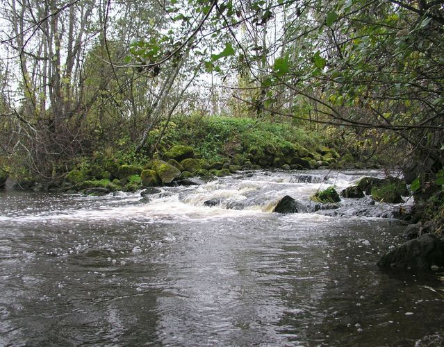 Maakond: Viljandimaa Veekogu nimi: Õhne jõgi Pildistamise aeg: 1. oktoober 2003 Pildistaja: H. Timm Pildistamise koht: Koorküla Asimuut: