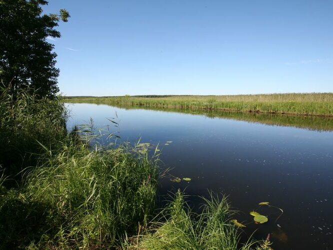 Maakond: Viljandimaa Veekogu nimi: Õhne jõgi Pildistamise aeg: 26. juuli 2008 Pildistaja: H. Timm Pildistamise koht: ca 100 m suudmeharudest, vv Asimuut: