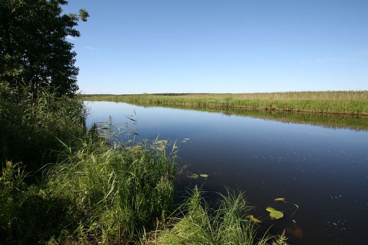 Maakond: Viljandimaa Veekogu nimi: Õhne jõgi Pildistamise aeg: 26. juuli 2008 Pildistaja: H. Timm Pildistamise koht: ca 100 m suudmeharudest, vv Asimuut: