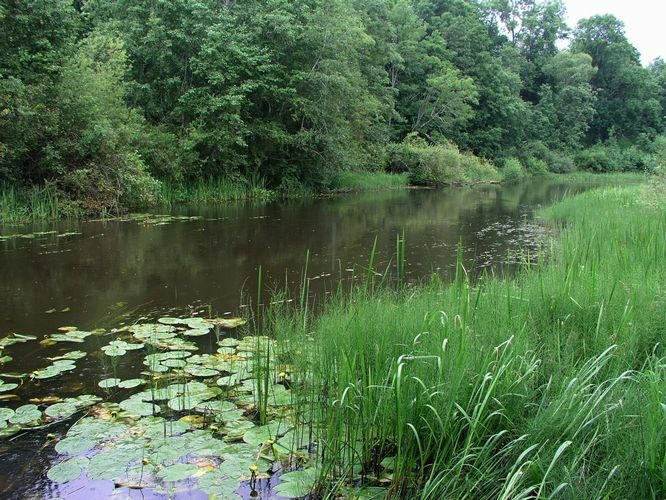 Maakond: Viljandimaa Veekogu nimi: Õhne jõgi Pildistamise aeg: 14. juuli 2008 Pildistaja: H. Timm Pildistamise koht: Suislepa Asimuut: