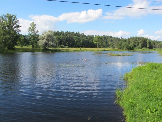 Maakond: Valgamaa Veekogu nimi: Õhne jõgi Pildistamise aeg: august 2011 Pildistaja: H. Timm Pildistamise koht: Taagepera paisjärv Asimuut: