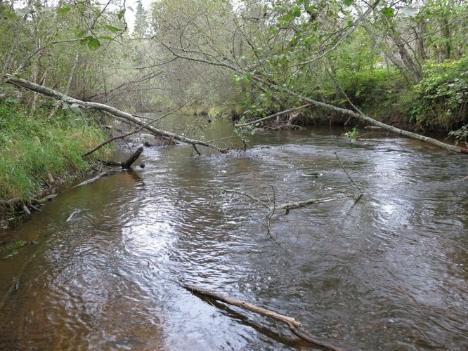 Maakond: Valgamaa Veekogu nimi: Õhne jõgi Pildistamise aeg: 26. september 2014 Pildistaja: H. Timm Pildistamise koht: Härma Asimuut: