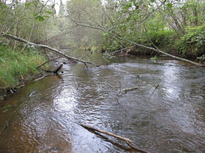 Maakond: Valgamaa Veekogu nimi: Õhne jõgi Pildistamise aeg: 26. september 2014 Pildistaja: H. Timm Pildistamise koht: Härma Asimuut: