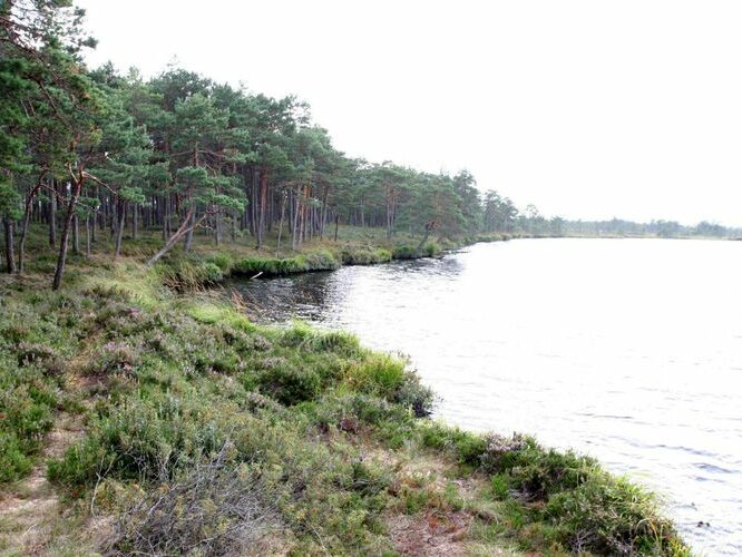 Maakond: Viljandimaa Veekogu nimi: Ördi järv Pildistamise aeg: august 2007 Pildistaja: H. Timm Pildistamise koht: teadmata Asimuut: