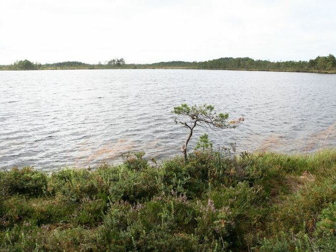 Maakond: Viljandimaa Veekogu nimi: Ördi järv Pildistamise aeg: august 2007 Pildistaja: H. Timm Pildistamise koht: teadmata Asimuut: