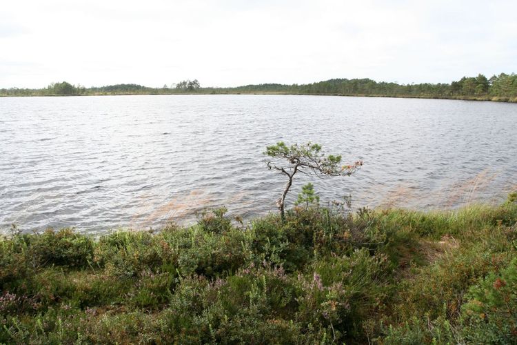 Maakond: Viljandimaa Veekogu nimi: Ördi järv Pildistamise aeg: august 2007 Pildistaja: H. Timm Pildistamise koht: teadmata Asimuut: