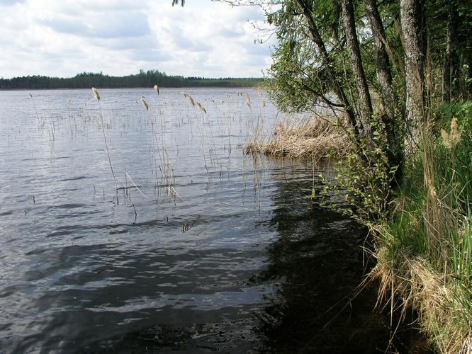 Maakond: Võrumaa Veekogu nimi: Pabra järv Pildistamise aeg: 5. mai 2008 Pildistaja: H. Timm Pildistamise koht: teadmata Asimuut: