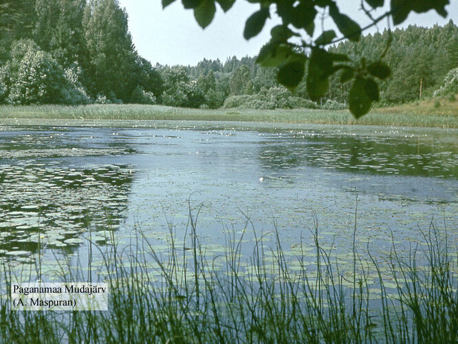 Maakond: Võrumaa Veekogu nimi: Paganamaa Mudajärv Pildistamise aeg: teadmata Pildistaja: A. Maspuran Pildistamise koht: teadmata Asimuut: