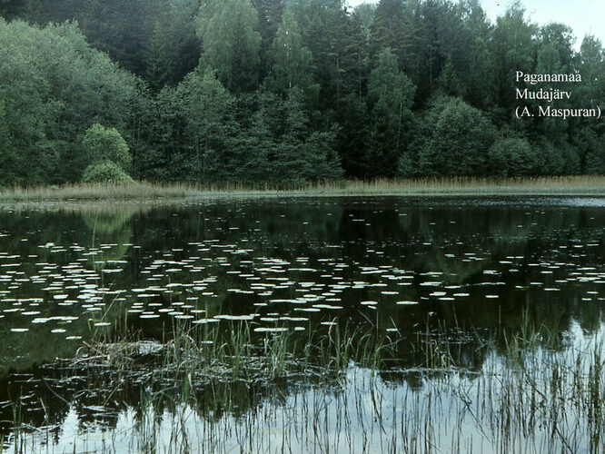 Maakond: Võrumaa Veekogu nimi: Paganamaa Mudajärv Pildistamise aeg: teadmata Pildistaja: A. Maspuran Pildistamise koht: teadmata Asimuut: