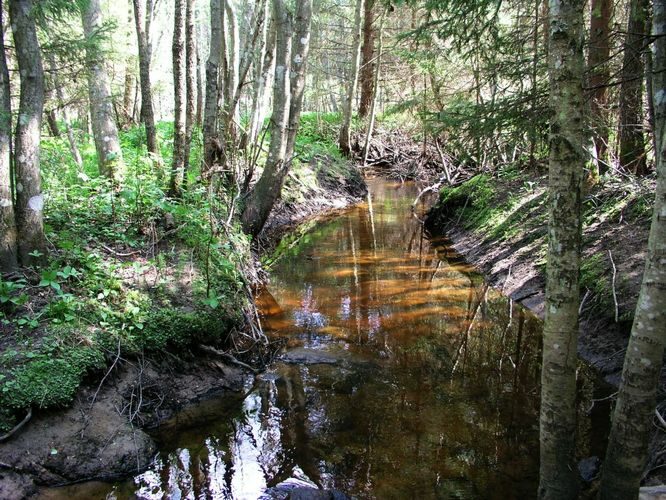 Maakond: Võrumaa Veekogu nimi: Pähni jõgi Pildistamise aeg: 22. mai 2007 Pildistaja: H. Timm Pildistamise koht: Pähni Asimuut: