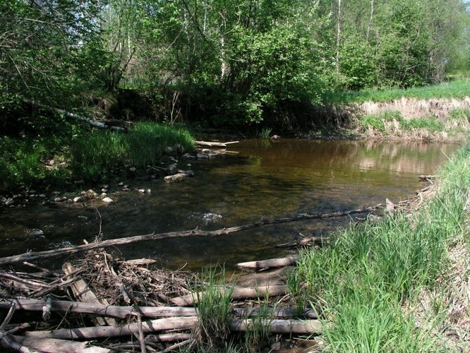 Maakond: Võrumaa Veekogu nimi: Pähni jõgi Pildistamise aeg: 22. mai 2007 Pildistaja: H. Timm Pildistamise koht: Hintsiko Asimuut: