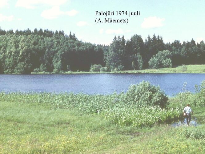 Maakond: Võrumaa Veekogu nimi: Palojüri järv Pildistamise aeg: juuli 1974 Pildistaja: A. Mäemets Pildistamise koht: teadmata Asimuut: