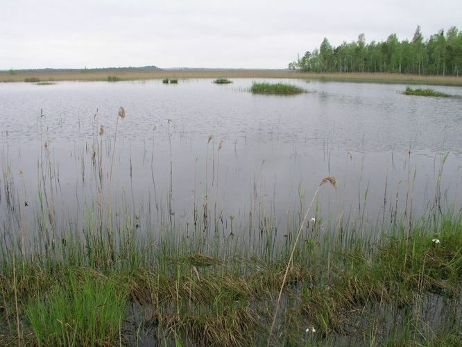 Maakond: Viljandimaa Veekogu nimi: Parika järve satelliitjärv Pildistamise aeg: 12. mai 2008 Pildistaja: H. Timm Pildistamise koht: väljavoolust N Asimuut: