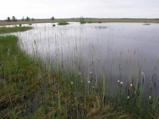 Maakond: Viljandimaa Veekogu nimi: Parika järve satelliitjärv Pildistamise aeg: 12. mai 2008 Pildistaja: H. Timm Pildistamise koht: väljavoolust N Asimuut: