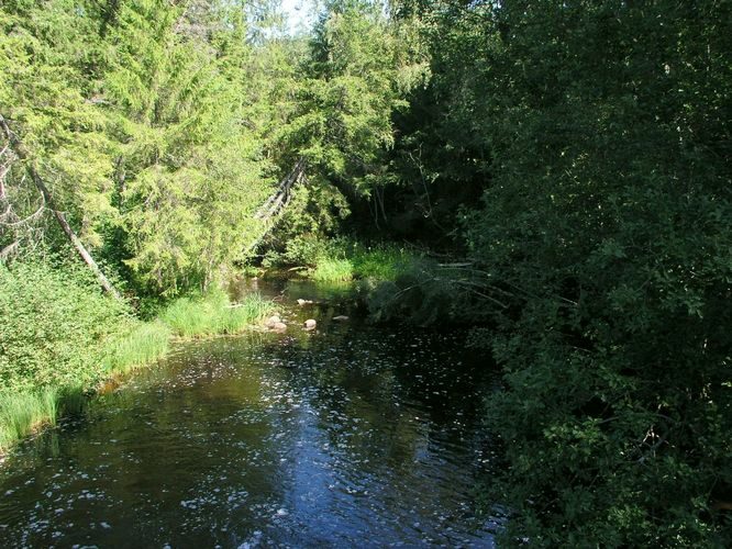 Maakond: Võrumaa Veekogu nimi: Pärlijõgi Pildistamise aeg: august 2009 Pildistaja: H. Timm Pildistamise koht: Saarlase paisjärvest alla Asimuut: