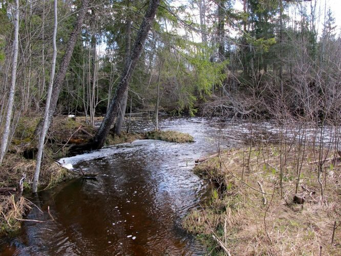 Maakond: Võrumaa Veekogu nimi: Pärlijõgi Pildistamise aeg: 25. aprill 2010 Pildistaja: H. Timm Pildistamise koht: Saarlase paisu all Asimuut: