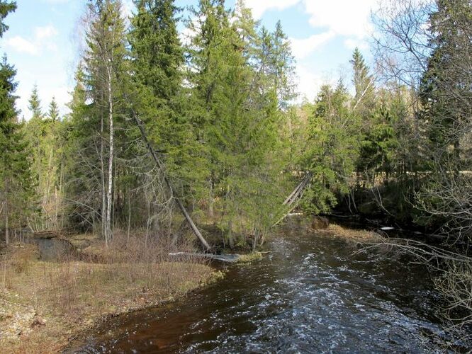 Maakond: Võrumaa Veekogu nimi: Pärlijõgi Pildistamise aeg: 25. aprill 2010 Pildistaja: H. Timm Pildistamise koht: Saarlase paisu all Asimuut: