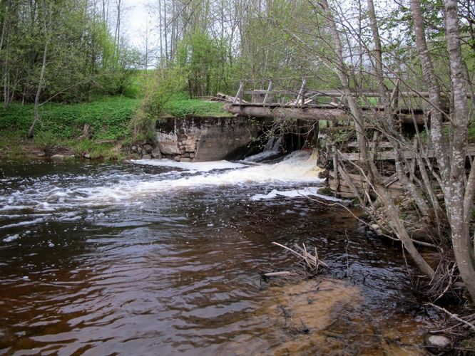 Maakond: Võrumaa Veekogu nimi: Pärlijõgi Pildistamise aeg: 7. mai 2012 Pildistaja: H. Timm Pildistamise koht: Kauguveski Asimuut: