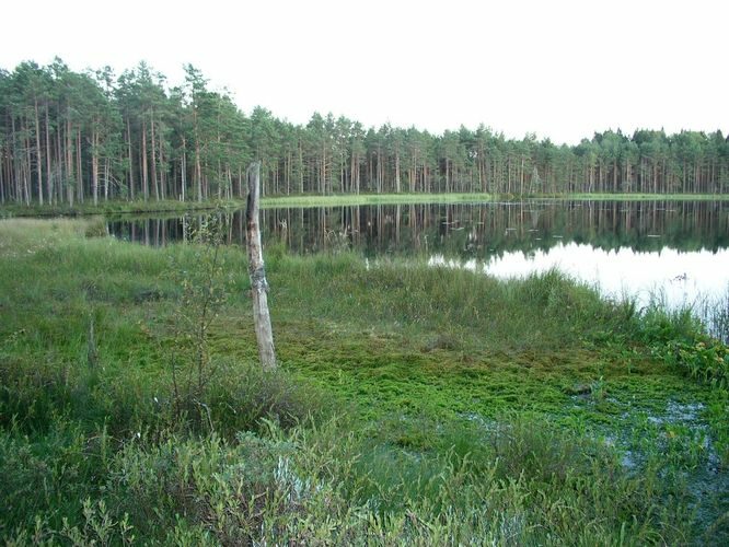 Maakond: Võrumaa Veekogu nimi: Pedeja järv Pildistamise aeg: august 2009 Pildistaja: H. Timm Pildistamise koht: teadmata Asimuut: