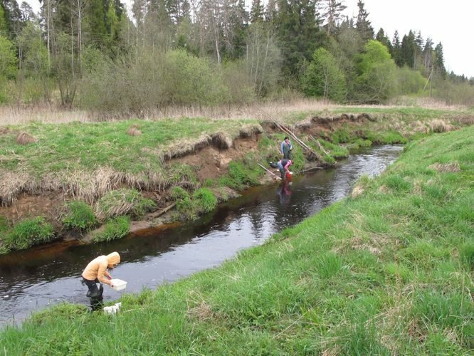 Maakond: Võrumaa Veekogu nimi: Pedeli jõgi Pildistamise aeg: 7. mai 2012 Pildistaja: H. Timm Pildistamise koht: Jaanikese Asimuut: