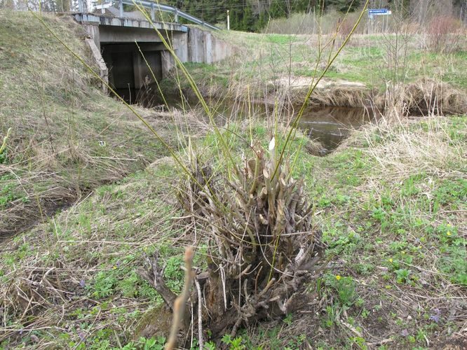 Maakond: Võrumaa Veekogu nimi: Peeli jõgi Pildistamise aeg: 28. aprill 2012 Pildistaja: H. Timm Pildistamise koht: Laurimäe Asimuut: