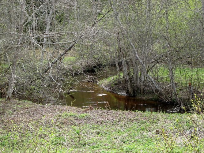 Maakond: Võrumaa Veekogu nimi: Peeli jõgi Pildistamise aeg: 28. aprill 2012 Pildistaja: H. Timm Pildistamise koht: Laurimäe Asimuut: