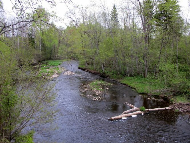 Maakond: Võrumaa Veekogu nimi: Peetri jõgi Pildistamise aeg: 7. mai 2012 Pildistaja: H. Timm Pildistamise koht: Kalkahju Asimuut: