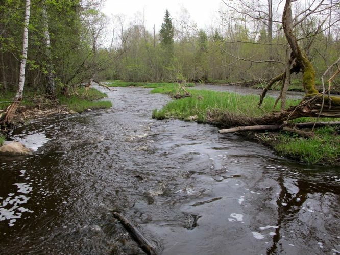 Maakond: Võrumaa Veekogu nimi: Peetri jõgi Pildistamise aeg: 7. mai 2012 Pildistaja: H. Timm Pildistamise koht: Kalkahju Asimuut: