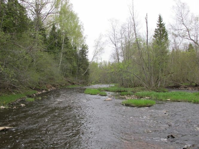 Maakond: Võrumaa Veekogu nimi: Peetri jõgi Pildistamise aeg: 7. mai 2012 Pildistaja: H. Timm Pildistamise koht: Kalkahju Asimuut: