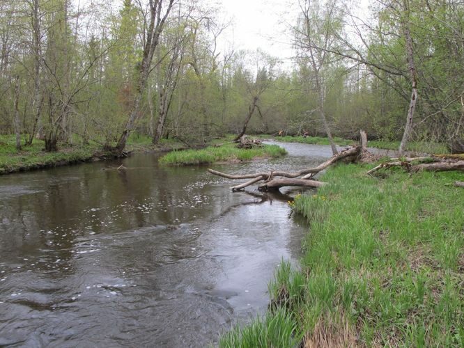 Maakond: Võrumaa Veekogu nimi: Peetri jõgi Pildistamise aeg: 7. mai 2012 Pildistaja: H. Timm Pildistamise koht: Kalkahju Asimuut: