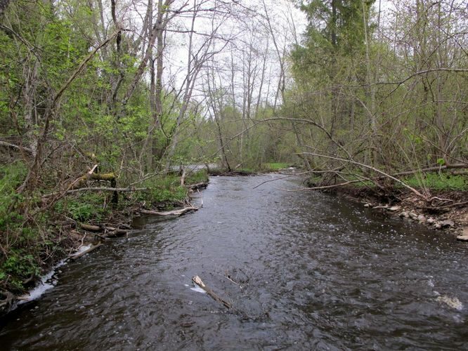 Maakond: Võrumaa Veekogu nimi: Peetri jõgi Pildistamise aeg: 7. mai 2012 Pildistaja: H. Timm Pildistamise koht: Kalkahju Asimuut: