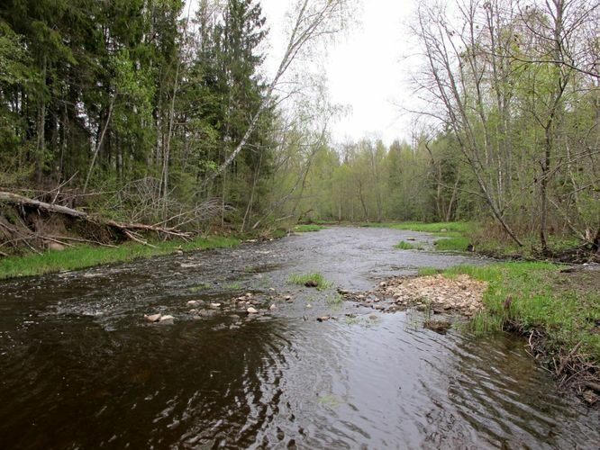 Maakond: Võrumaa Veekogu nimi: Peetri jõgi Pildistamise aeg: 7. mai 2012 Pildistaja: H. Timm Pildistamise koht: Kalkahju Asimuut: