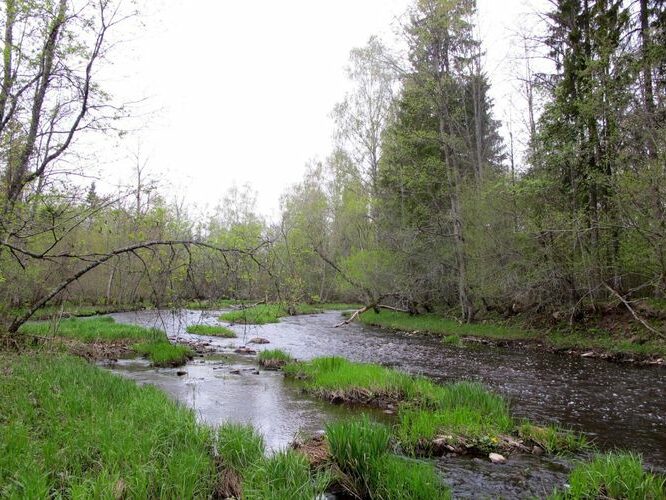 Maakond: Võrumaa Veekogu nimi: Peetri jõgi Pildistamise aeg: 7. mai 2012 Pildistaja: H. Timm Pildistamise koht: Kalkahju Asimuut: